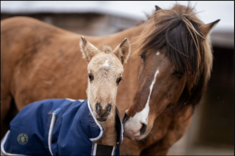 Mare nuzzling foal with blanket